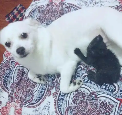 猫狗双全之后的我,彻底成了局外人
