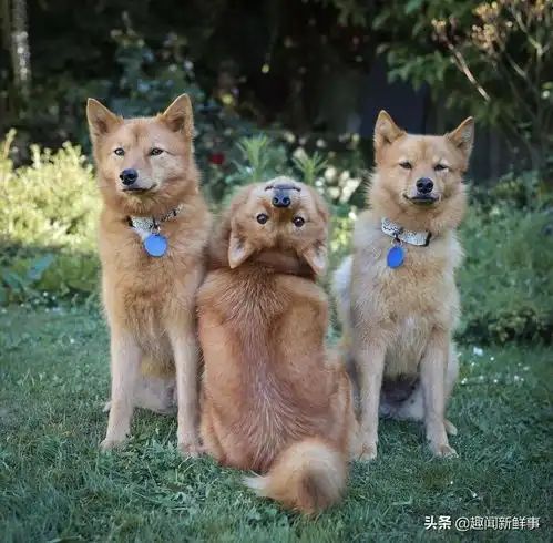 50张狗狗的搞笑图片,背后的故事承包了我一天的笑点
