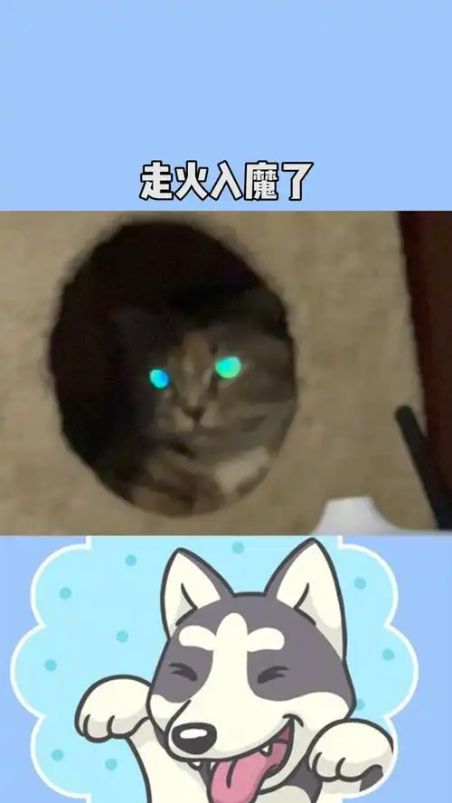 走火入魔了吧猫咪
