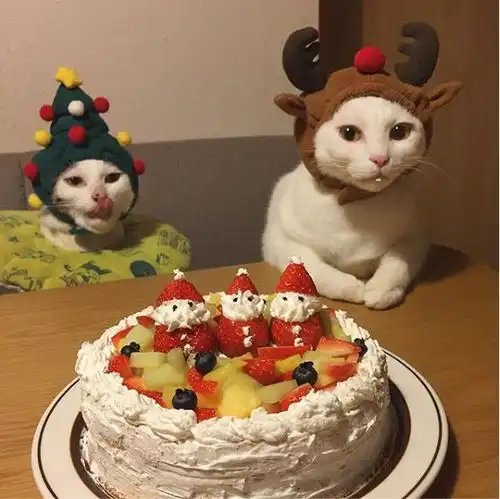 一屋两人二猫三餐四季,这就是我向往的生活啊

