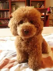 关于贵宾狗狗的修剪方式
