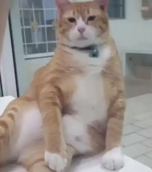 橘猫不仅是吃货还是戏精,铲屎官被它的动作逗得哈哈大笑
