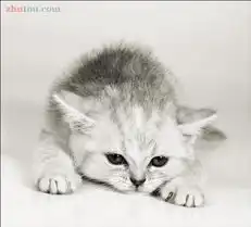 猫咪上

