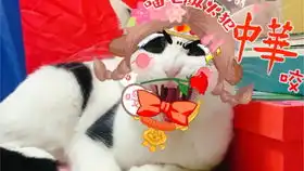 奶牛猫笑死了我hhh没见过这么沙雕的猫hhh
