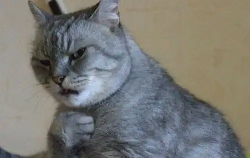 20张猫咪搞笑图片证明有猫的日子,生活一点也不会乏味

