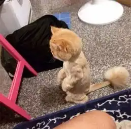 它曾经是个王者,后来
