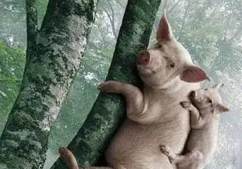 你相信母猪会爬树吗
