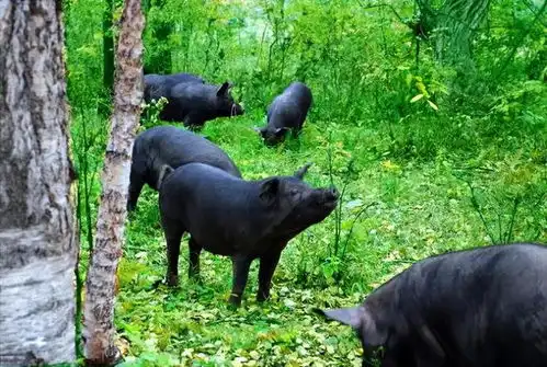 吃个猪肉都被卡脖子进口猪席卷中国,本土猪被边缘化实属不得已
