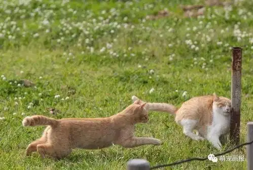 搞笑猫咪照片一箩筐
