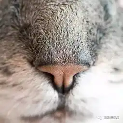 自驾游可以,别下车济南野生动物世界严肃提示附动物认养者如何自驾游
