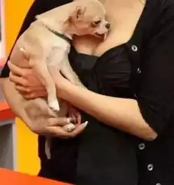 人不如狗写实版

