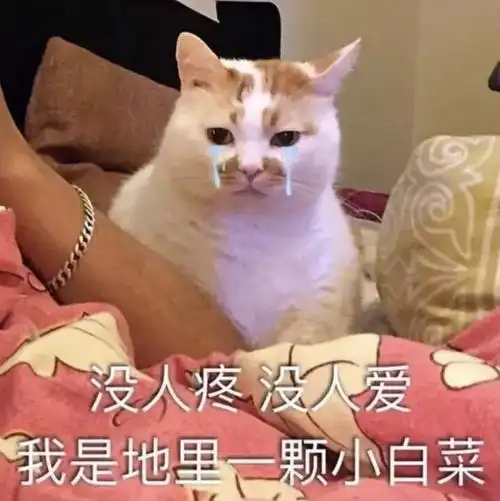 猫我为这个家,操碎了心养猫
