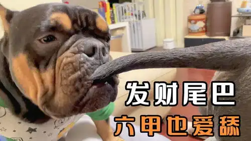 恶霸犬傻兄弟,天天都好笑
