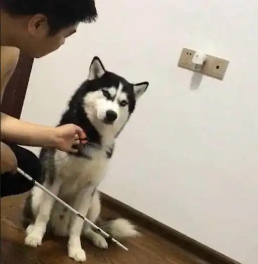 主人拿棍子吓唬哈士奇,哈士奇的眼神却把主人吓的坐在了地上
