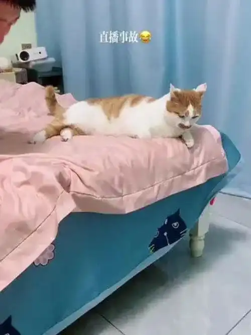 激萌动物家养宠物人宠互动橘猫爆笑动物

