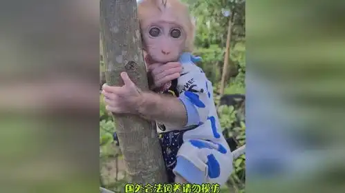 猴哥你跑树上干嘛呀被你萌化了猴子
