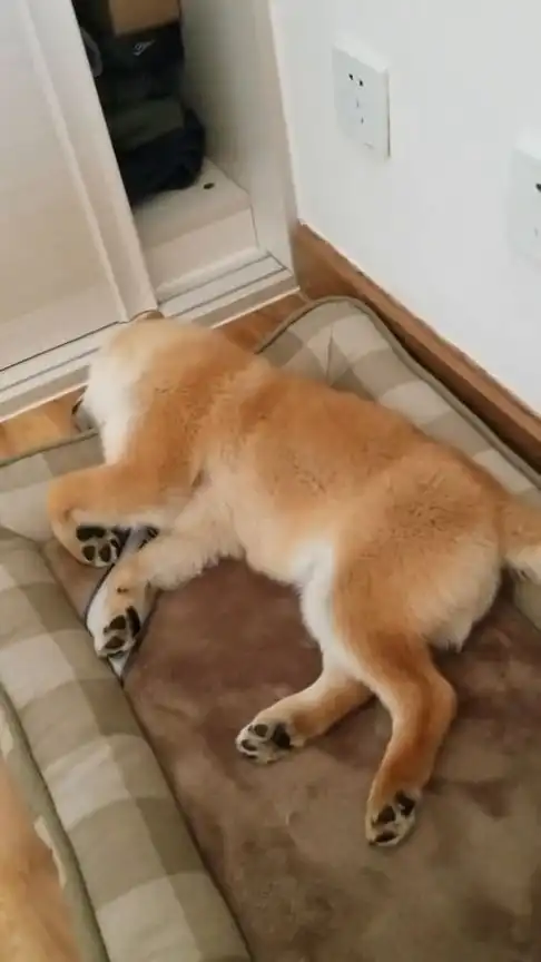 狗子不知道搞什么睡个觉这么不安
