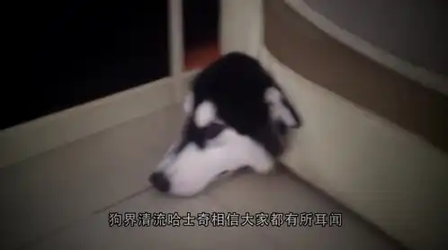 主人假装踩到哈士奇爪子上,二哈该如何反应镜头记录爆笑一刻
