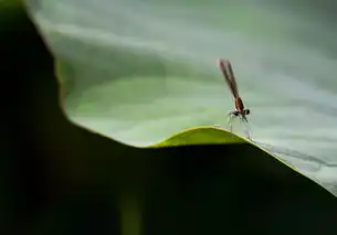 豆娘集合
