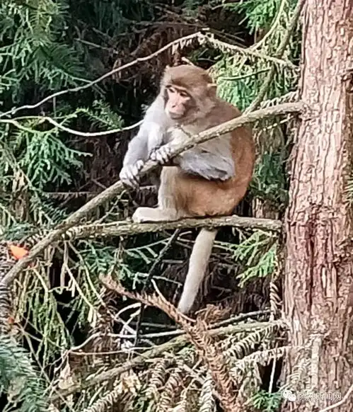 真顽皮一只野生猕猴到腾越街道侍郎坝社区搞破坏
