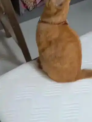 激萌动物家养宠物橘猫爆笑动物英国短毛猫
