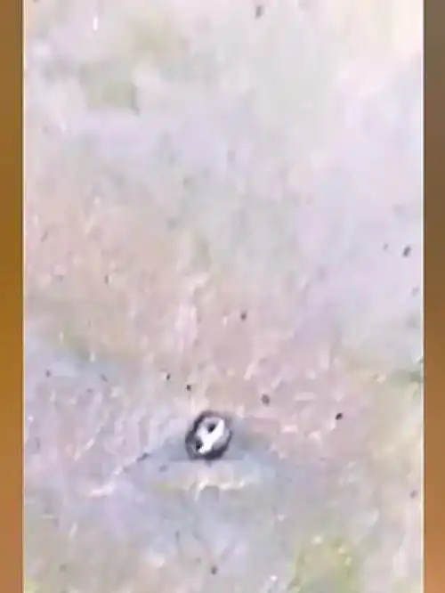 海洋生物动物随手拍爆笑动物
