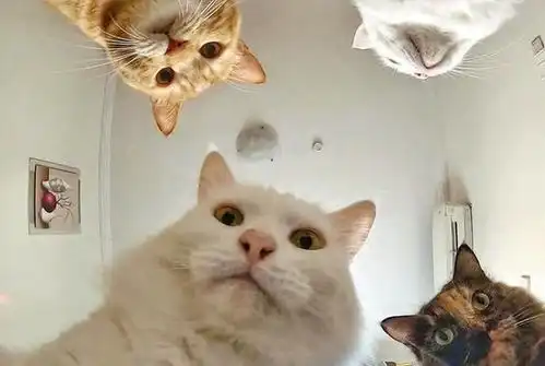 18张猫咪搞笑图片,像不像你和你家猫相爱相杀的日常,扎心了
