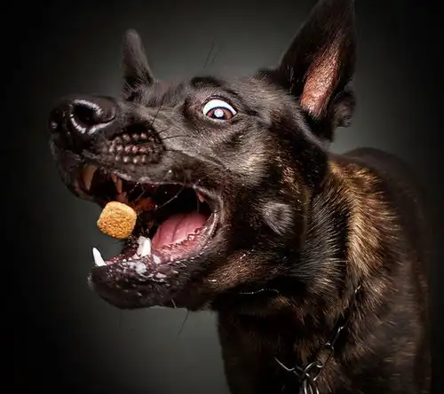 有这几个异状的狗狗,可能是得了狂犬病

