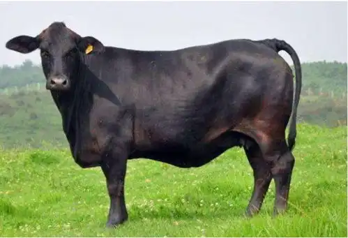 伯格勒的牛肉吃起来为什么这么香
