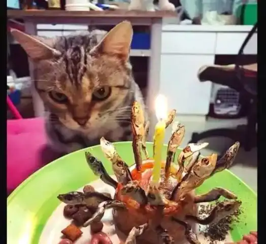 猫咪过生日,主人在面包上插满小鱼干,猫咪的反应很搞
