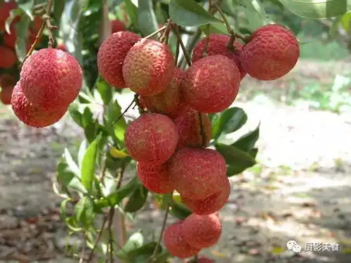 广东顶级特产美食大全
