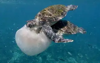 饕餮盛宴澳三只绿毛海龟集体啃食水母
