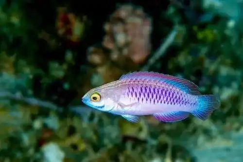 过去10年发现八种新物种,鼠鹿硬币蛙透明蜗牛,模样超乎想象

