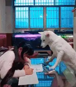 搞笑gif妹子你这发型挺别致啊
