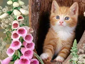 求此系列的猫的图片
