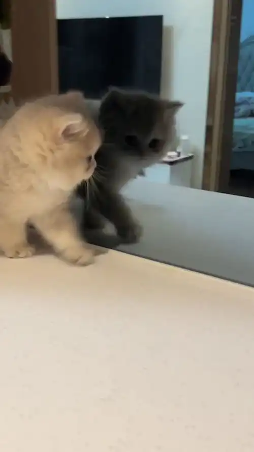 谦让的小猫咪,看样子他能玩一天,太好笑了
