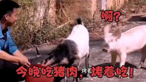 搞笑配音当主人说今晚吃猪肉后,猪立马不同意了,咋不吃羊

