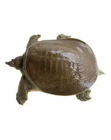 甲鱼的图片
