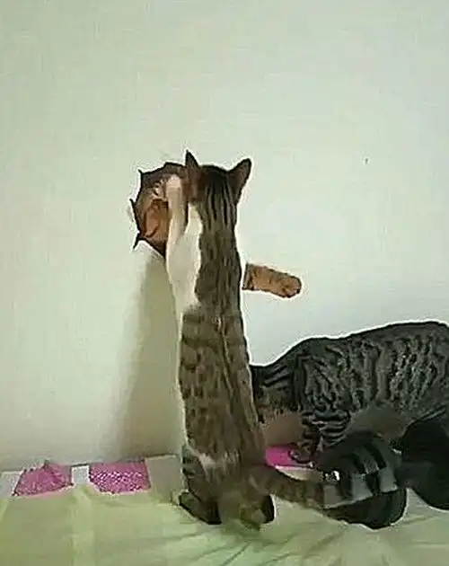 猫咪把墙挠坏了,换上壁纸后主子们的反应太好笑可以看一整天
