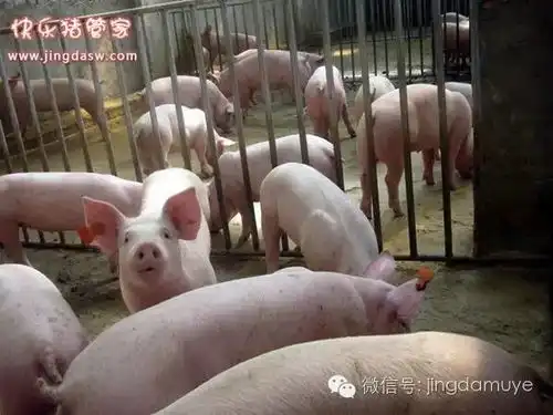 瘦肉型种猪繁殖率提高有窍门
