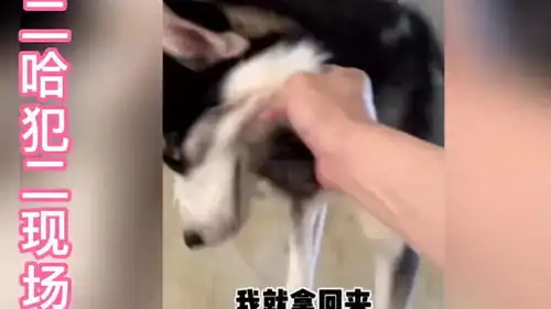 臭名昭著盘点全网二哈犯二的那些爆笑场面,赶紧去看看吧真的是笑死我了
