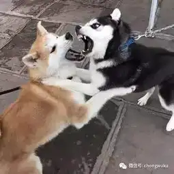 哈士奇跟秋田犬打架,二哈靠着自己的表情,完胜对手
