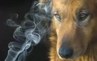 因为我爸,陪伴我们近10年的狗狗永远地离开了
