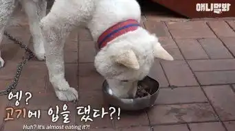 朋友去世后,狗狗两个月不吃不喝,就在大家感动时狗狗的反应让人爆笑
