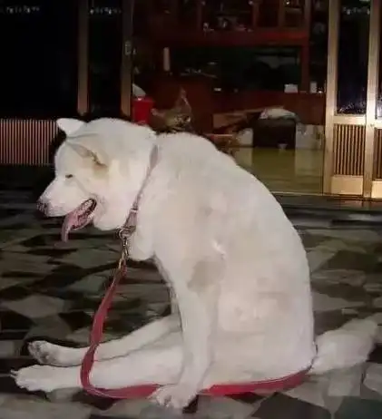 狗狗的奇葩坐姿,你get到了吗
