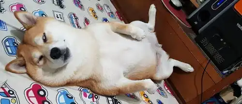 宠主带狗狗去超市,出来看到狗的睡姿你是个大狗,注意点形象

