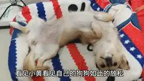 铲屎官隔着笼子拿火腿馋狗狗,不料被狗狗揍得认怂求饶,搞笑
