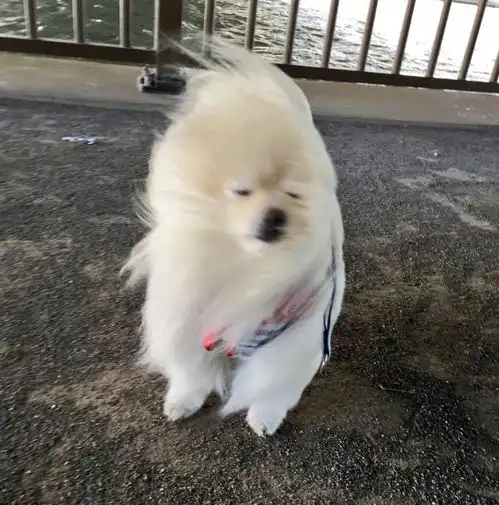爆笑再美的博美犬,也抵不住大风的摧残科瑞卡爱宠
