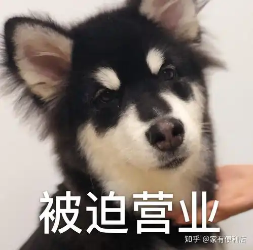 猫狗双全家庭的猫狗真的都像网上一样互相舔毛和谐友爱吗
