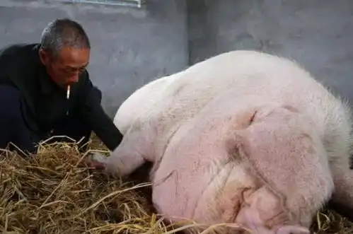 浙江猪王重2200斤,遁入佛门,死后村民为它立碑,寺庙为它塑像
